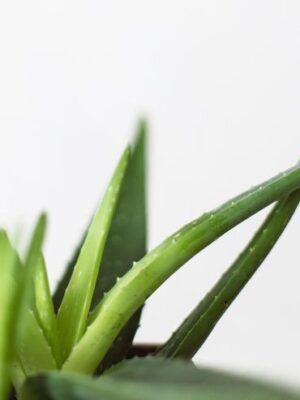 7 Best Organic Aloe Vera Brands For Nourished Skin - The Good Trade