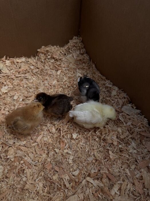 Four baby chicks of different colors stand on wood shavings inside a cardboard box.