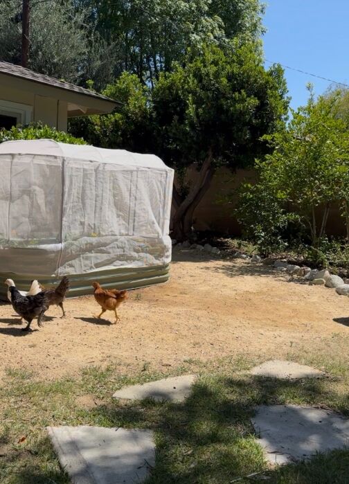 Three chickens walk on dirt near a house and a mesh-covered structure in a sunny backyard with trees and bushes.