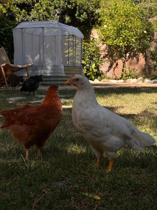 Two chickens, one brown and one white, stand on grass in a backyard with a garden structure and trees in the background.