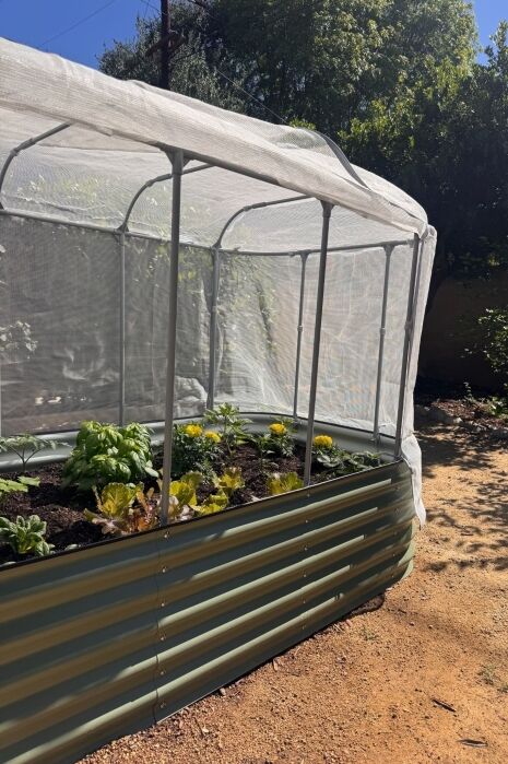 A metal raised garden bed covered with mesh netting contains various plants and flowers, positioned on a dirt path in a sunlit backyard.