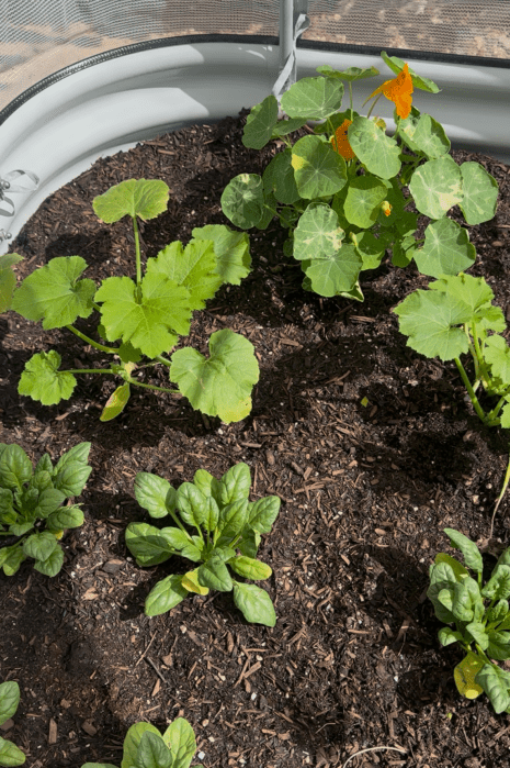 Vegetable garden bed with young spinach plants, a squash plant, and a flowering nasturtium growing in dark soil.