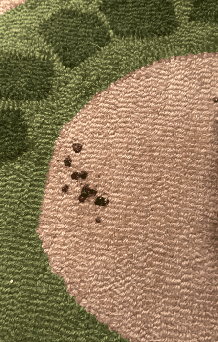 Small dark brown spots are visible on a patterned carpet featuring green and tan colors.