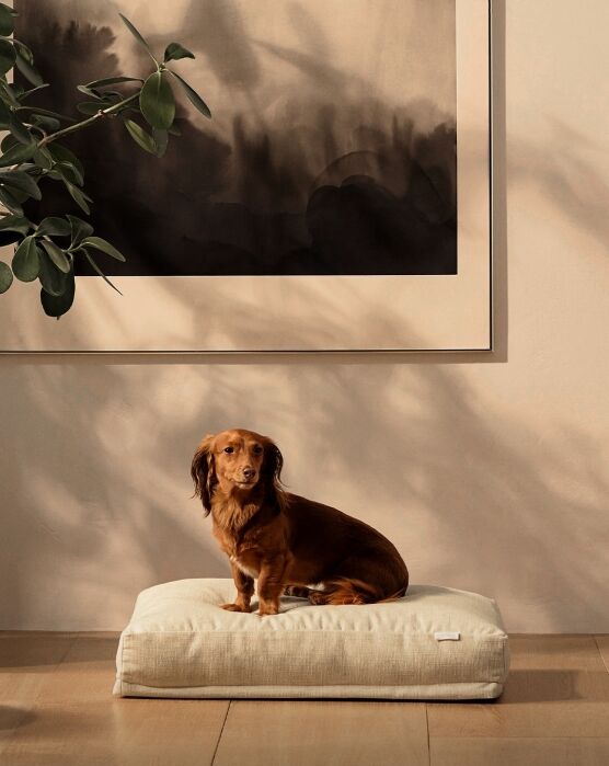 A brown dachshund sits on a beige cushion on a wooden floor, with a large abstract painting and leafy plant visible in the background.