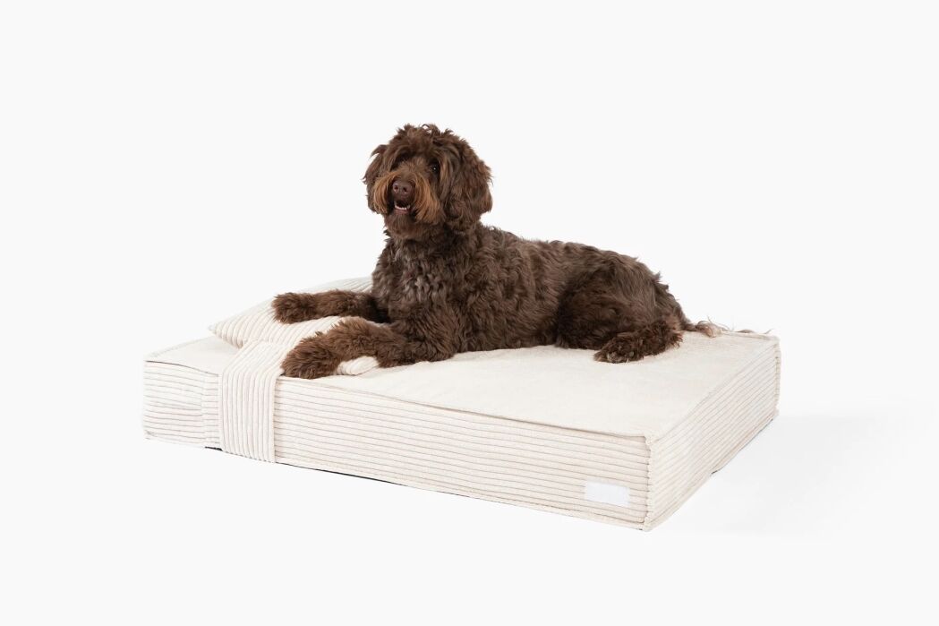 A brown, curly-haired dog lies on a rectangular, cream-colored dog bed with a striped pattern, against a white background.