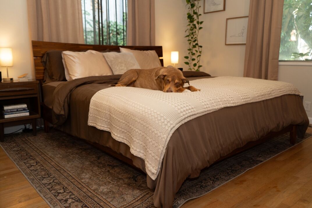 A brown dog lies on a neatly made bed with brown and cream bedding in a cozy, well-lit bedroom with plants and framed art on the wall.
