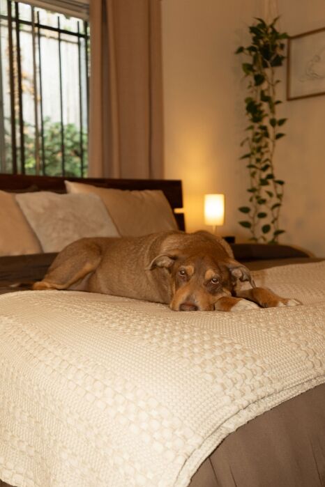 Brown dog lying on a neatly made bed with beige bedding in a softly lit bedroom, near a window with bars and a potted plant in the background.