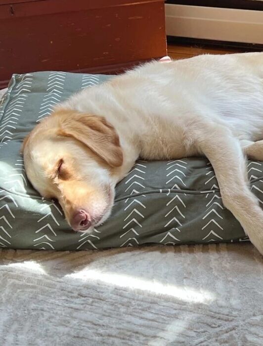 A yellow Labrador retriever is sleeping on a green patterned dog bed in a sunlit room.