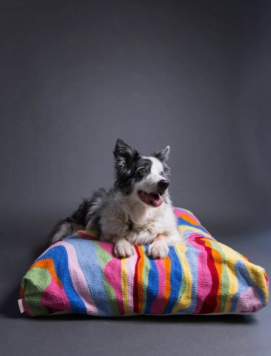 A black and white dog lies on a colorful, striped cushion against a plain dark background.