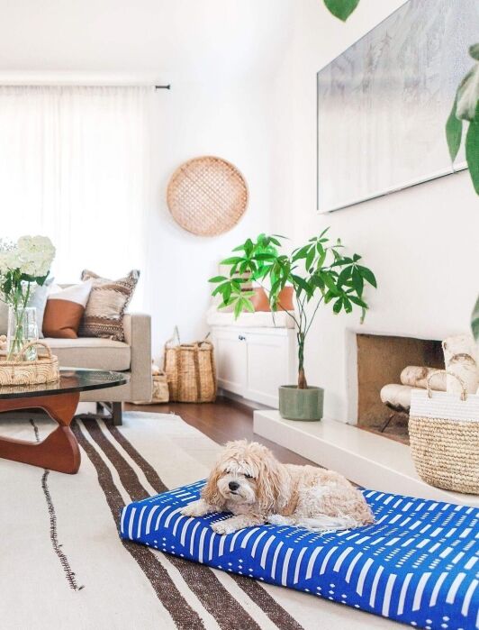 Bright living room with a beige sofa, wooden table, plants, and a dog resting on a blue-striped bed in the foreground.