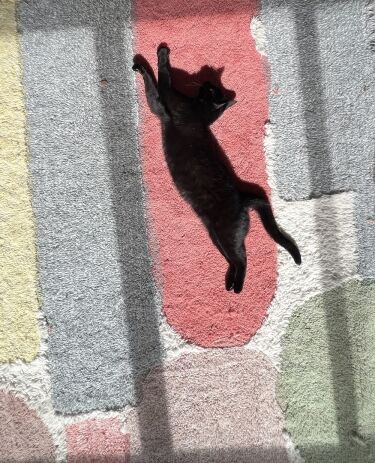 Black cat laying on a colorful, color blocked Lorena Canala washable rug. 