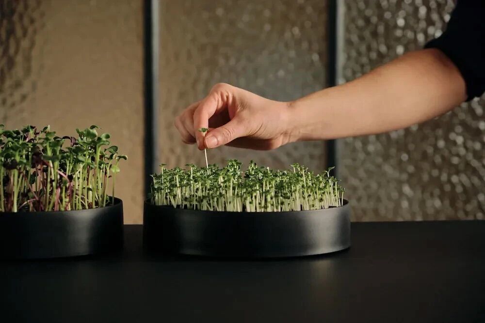 A close up of a hand picking out a microgreen from a Mother vertical indoor garden.