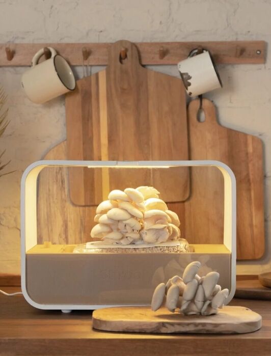 Indoor mushroom garden by Shrooly.