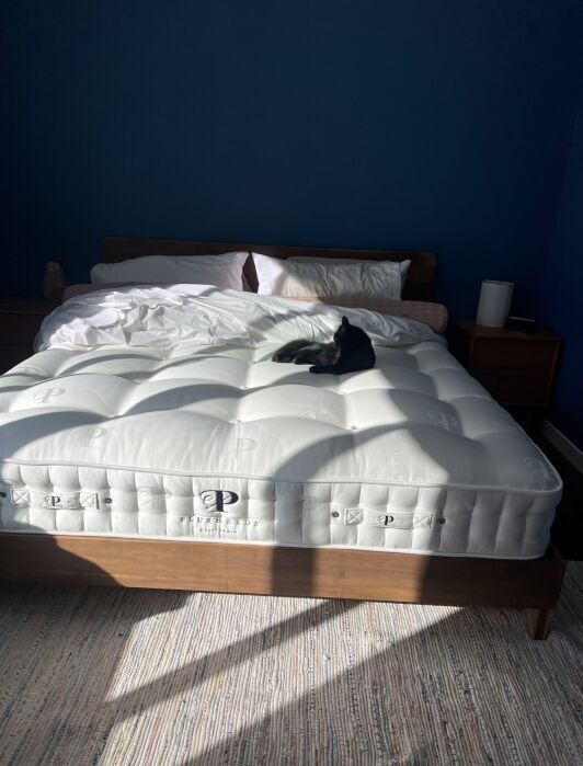 A black cat is lying on a white mattress atop a wooden bed frame in a sunlit bedroom with dark blue walls and rumpled bedding.