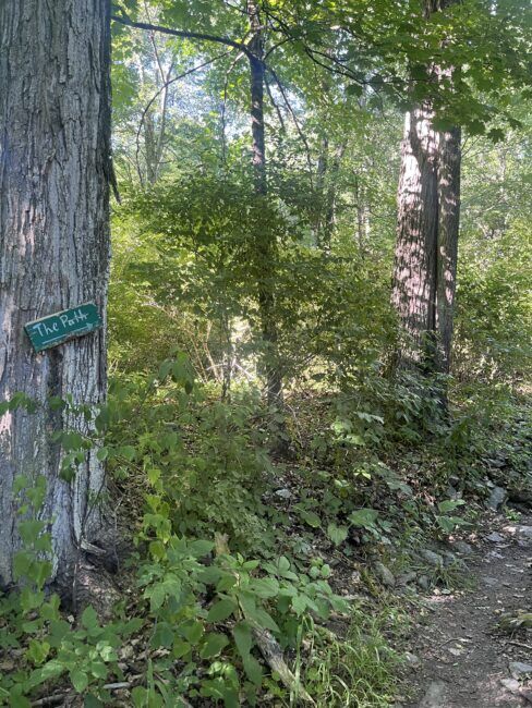 A wooded forest path with a green sign labeled "The Path" attached to a tree on the left, surrounded by dense greenery and sunlight filtering through the trees.