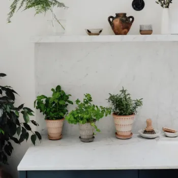 Three potted herbs are placed on a marble countertop beneath a shelf with pottery, a bowl, and a vase with greenery, next to a leafy plant and some kitchen brushes.