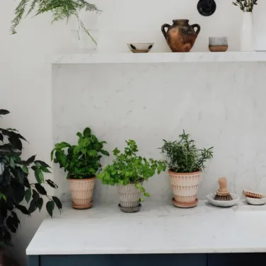 Three potted herbs are placed on a marble countertop beneath a shelf with pottery, a bowl, and a vase with greenery, next to a leafy plant and some kitchen brushes.