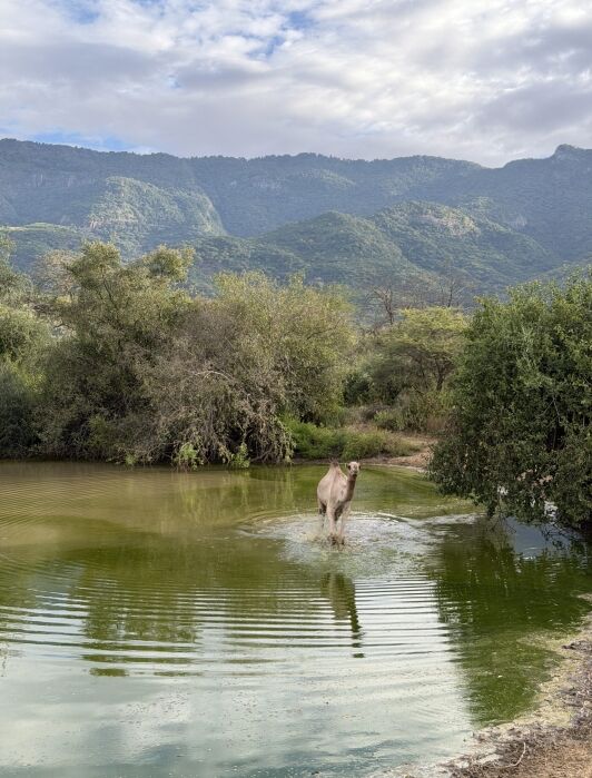 A camel stands in a small greenish pond surrounded by bushes, with mountains and a cloudy sky in the background.
