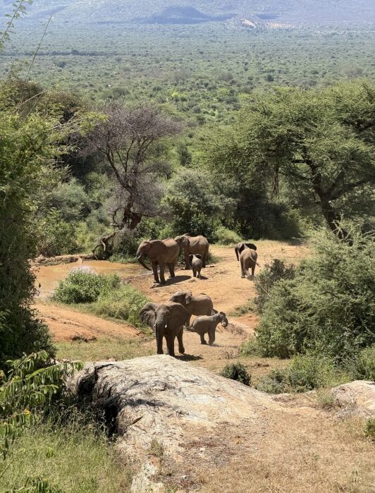 A group of six elephants, including calves, stands near a waterhole surrounded by trees and green landscape, with hills visible in the distance.