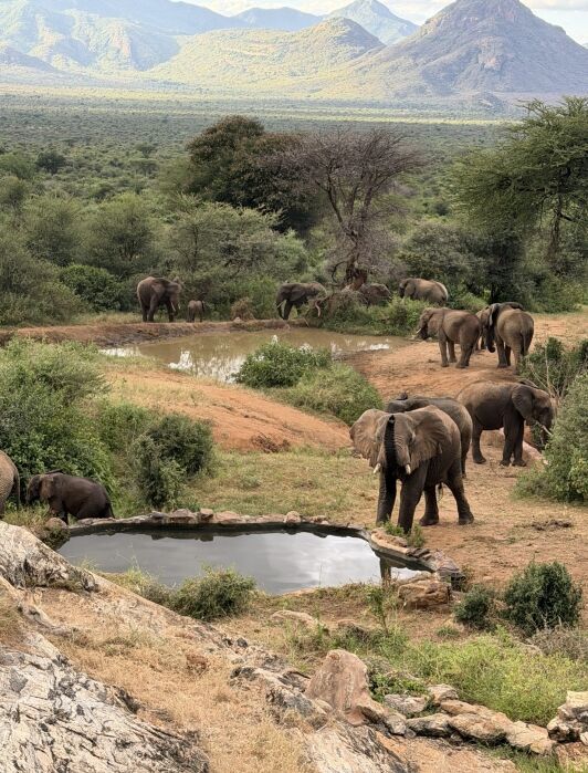 A group of elephants gather around several small waterholes in a green, hilly landscape with distant mountains in the background.