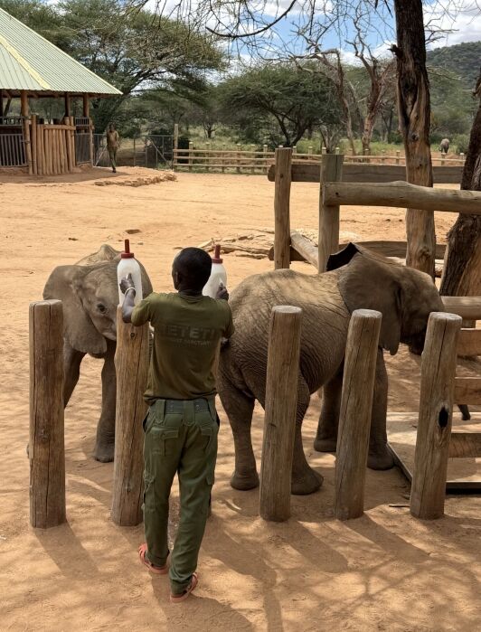 A caretaker feeds two baby elephants with large bottles at a fenced wildlife facility on a sunny day.