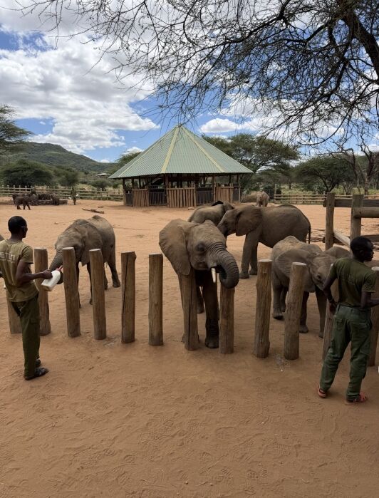 Three elephants stand behind a wooden fence at a wildlife sanctuary while two people in uniforms interact with them. Trees and a small building are in the background.