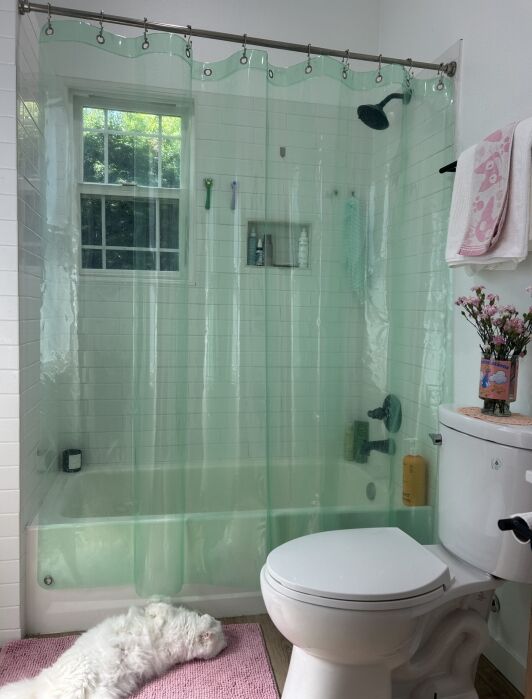 Bathroom with a white toilet, clear shower curtain, pink rug, and a white cat lying on the rug. There’s a window, shower products on the wall, and a flower vase on the toilet tank.